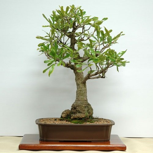 Best Trees For Bonsai 16