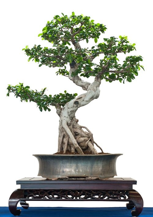 Best Trees For Bonsai 17