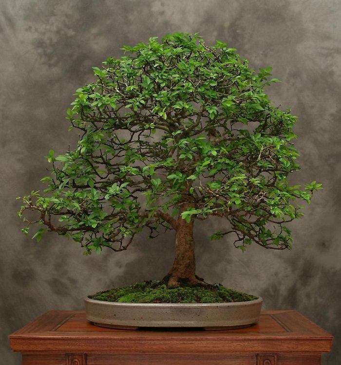 Chinese elm bonsai 3