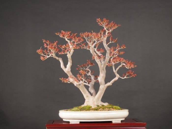Crape myrtle bonsai
