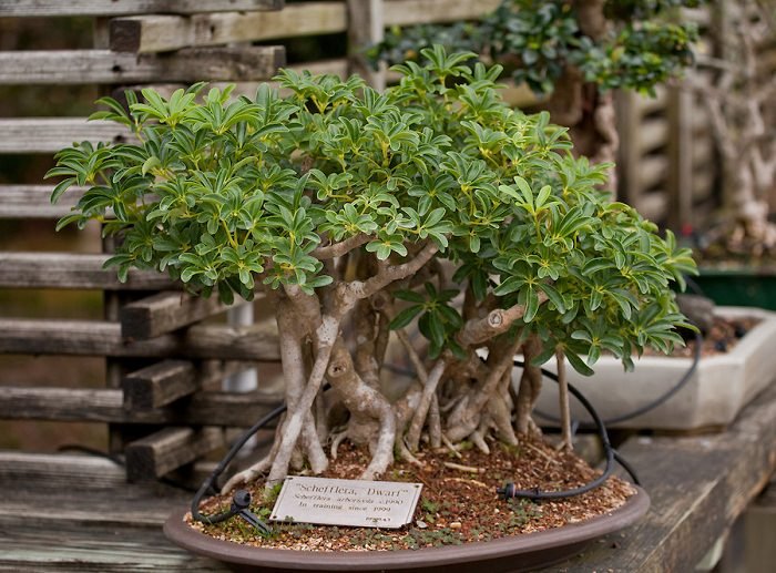 Dwarf Schefflera bonsai 1