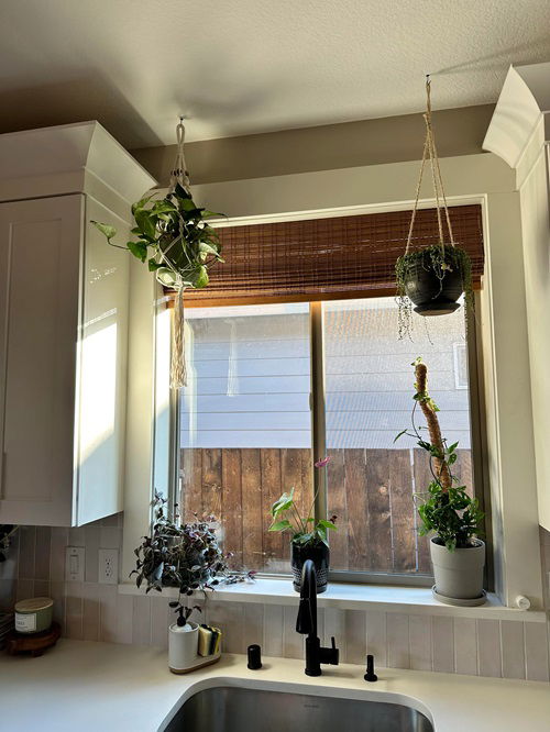 Easy Kitchen Plants