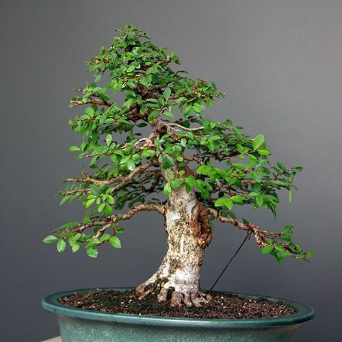 Best Trees For Bonsai 23