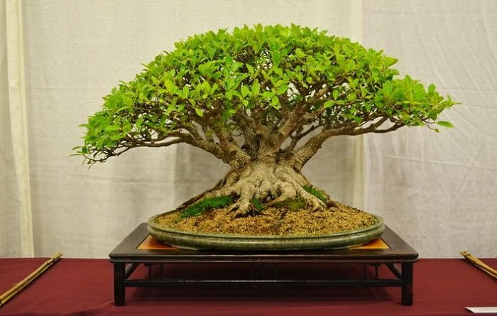 Best Trees For Bonsai 6