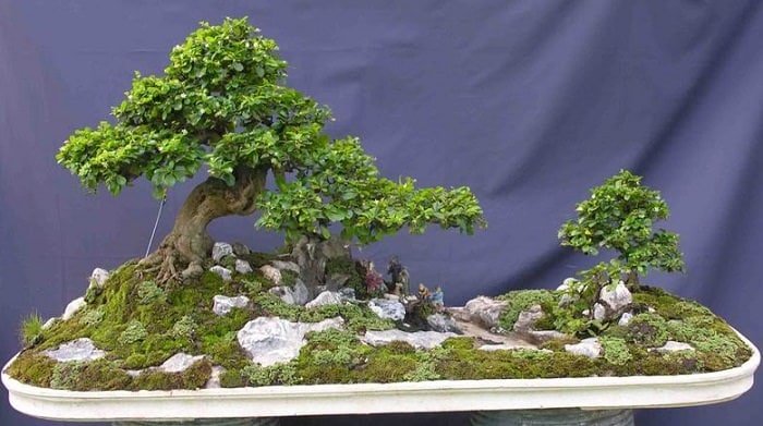 Best Trees For Bonsai 9