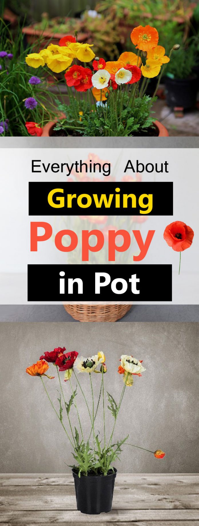 Growing Poppies In Pots Care & How To Grow Poppies In Containers