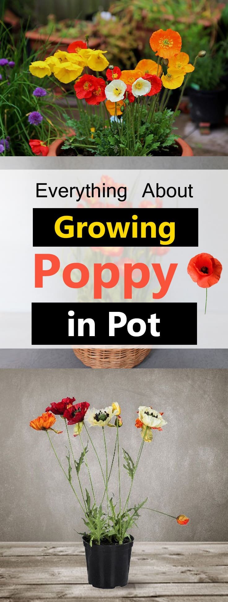 Growing poppy in pot