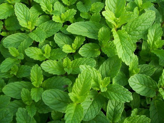 13 Easy to Grow Herbs for New Gardeners | Balcony Garden Web