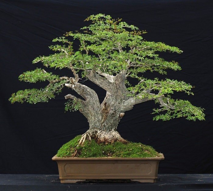 Best Trees For Bonsai 13