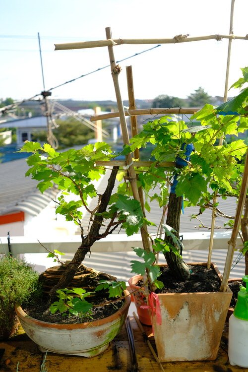 How to Grow Grapes in Pots 2