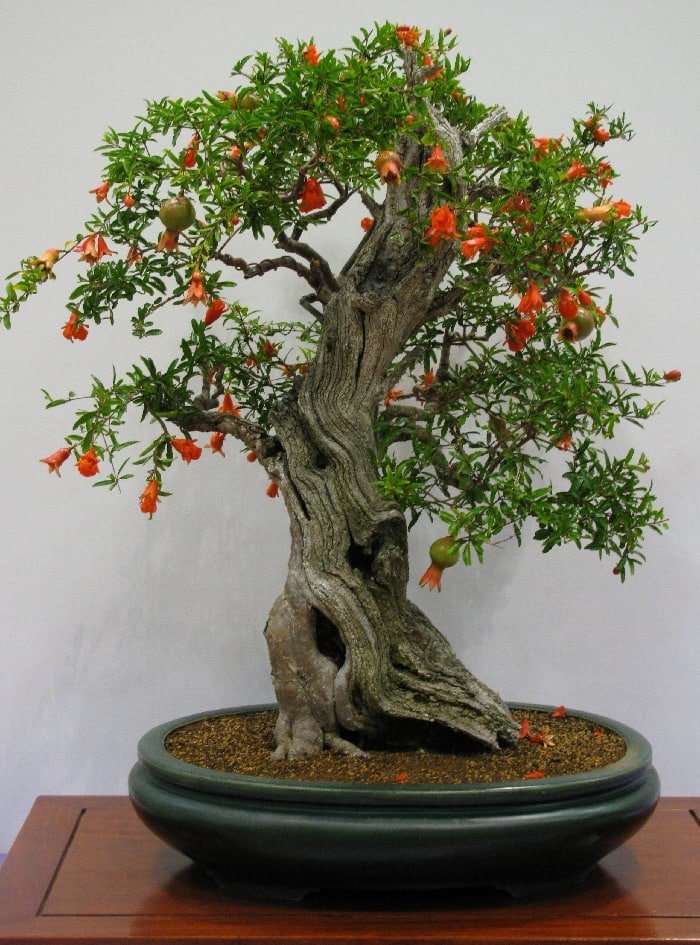 Best Trees For Bonsai 4