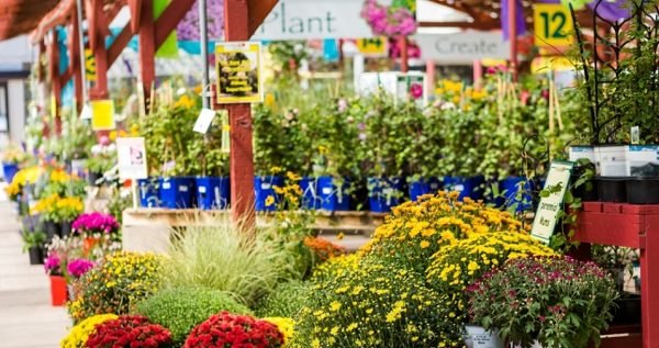 Tips for buying plants from garden center (6)