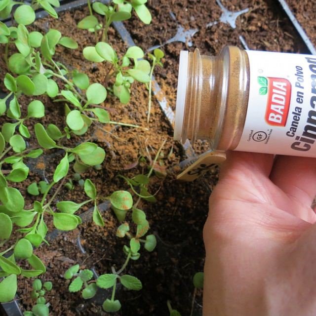 Using Cinnamon on Seedlings