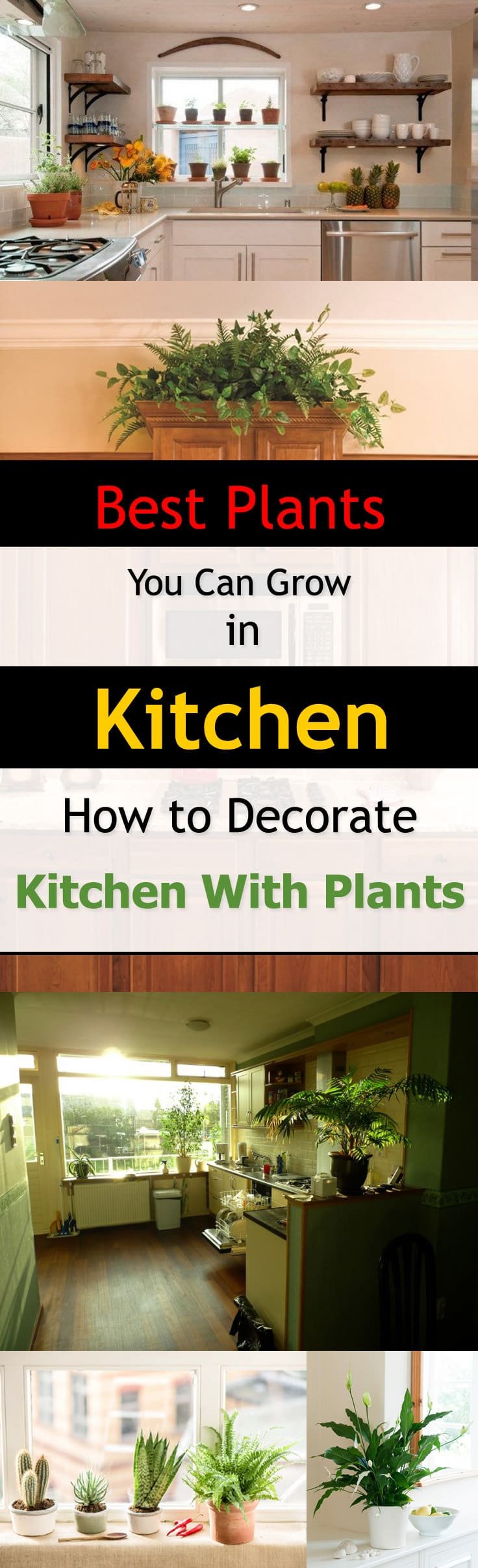 Make your kitchen look more fresh and inviting than ever before. See the best kitchen plants you can grow in your kitchen to decorate it.
