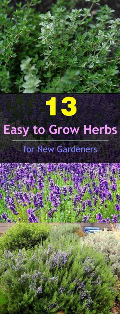 13 Easy to Grow Herbs for New Gardeners | Balcony Garden Web