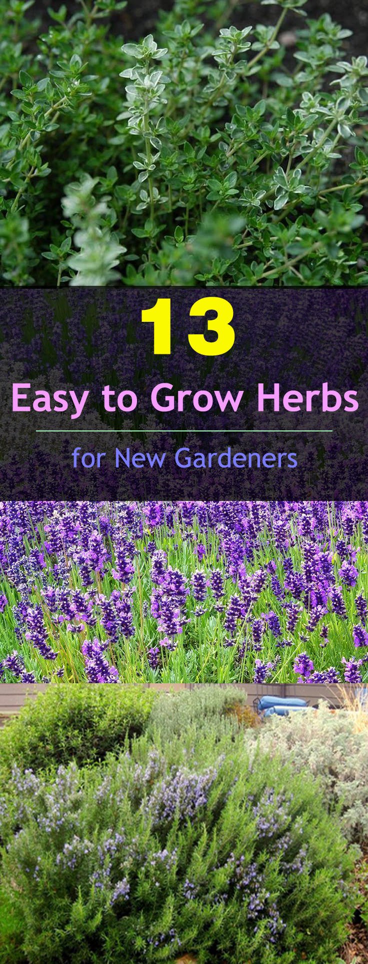 If you're new to gardening and planning to grow herbs then check out these 13 easy to grow herbs. All of them are low maintenance.