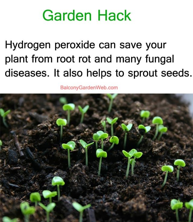 garden hack copy