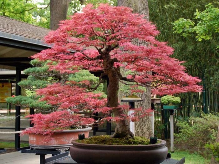 Best Trees For Bonsai 