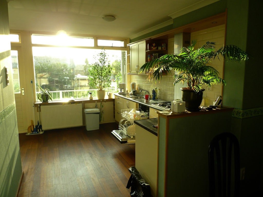 outdoor plants in kitchen