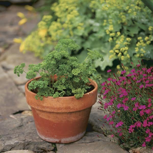 easy to grow herbs