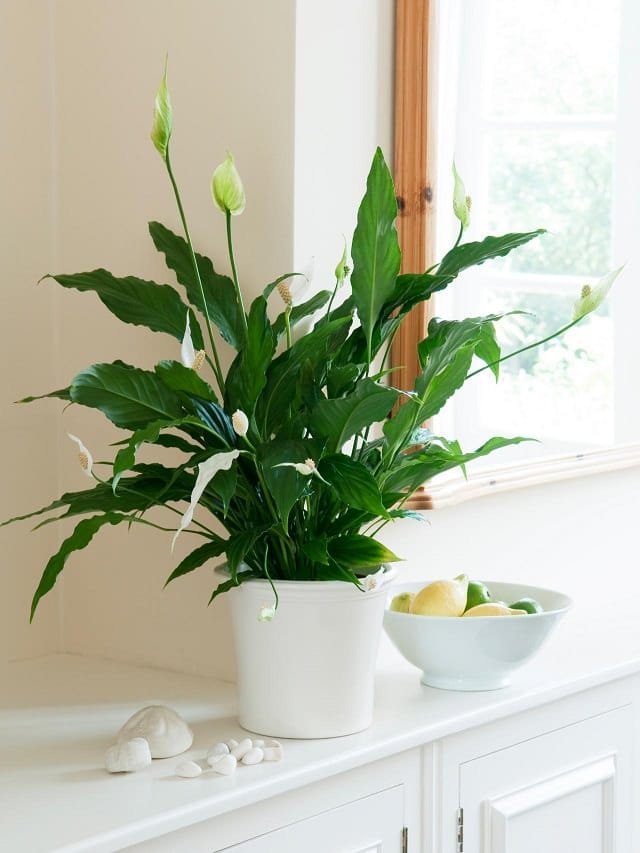 peace lily on kitchen