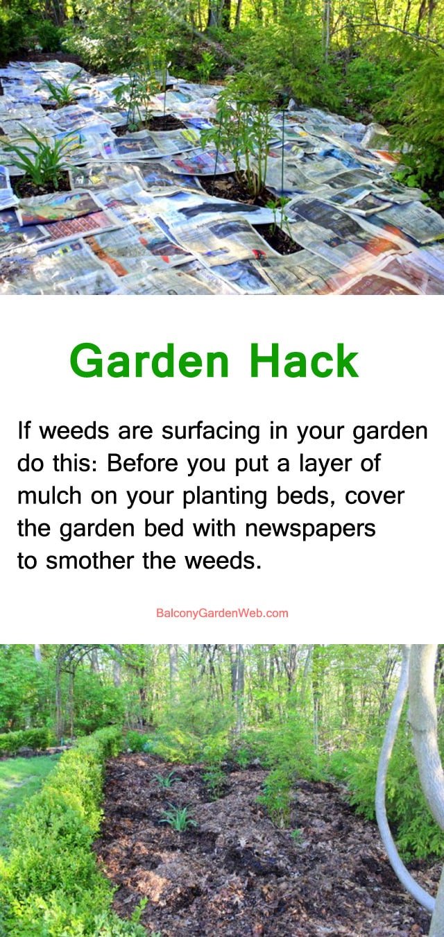 use newspapper to smother weeds- gardening hacks