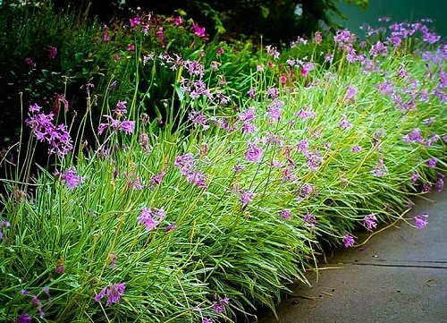 Best Flowering Ground Cover Plants 9
