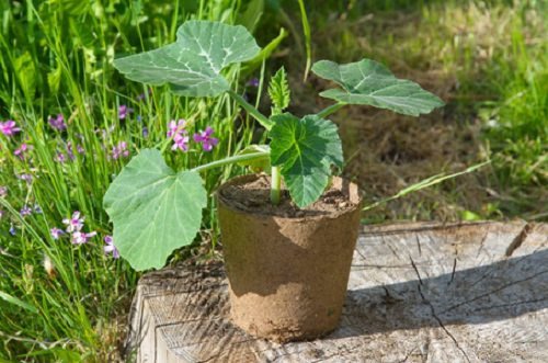 Growing Pumpkins In Containers 2