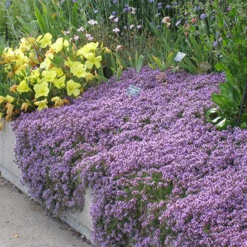 Best Flowering Ground Cover Plants 4