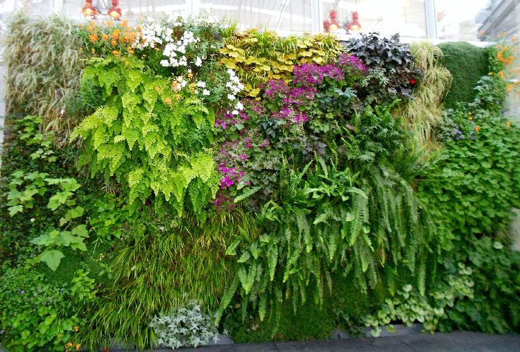 Best plants for your vertical living wall garden