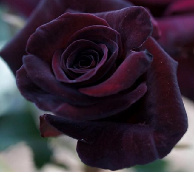 Black Baccara’ Rose