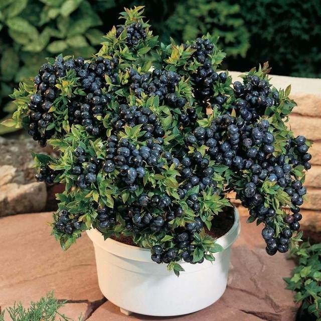 Blueberry in pot