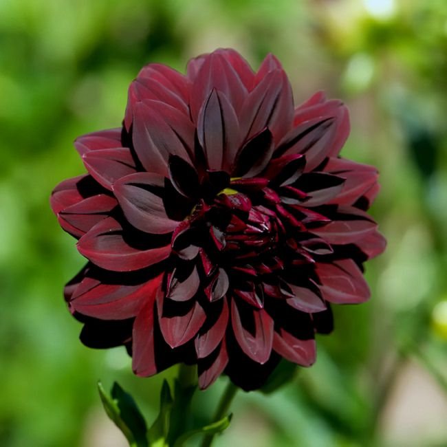 Black flowers 12