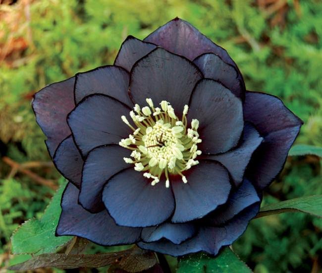 Black flowers 3
