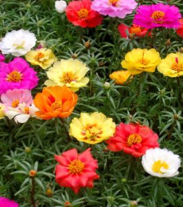 8 Best Portulaca Growing Tips | Moss Rose Plant Care