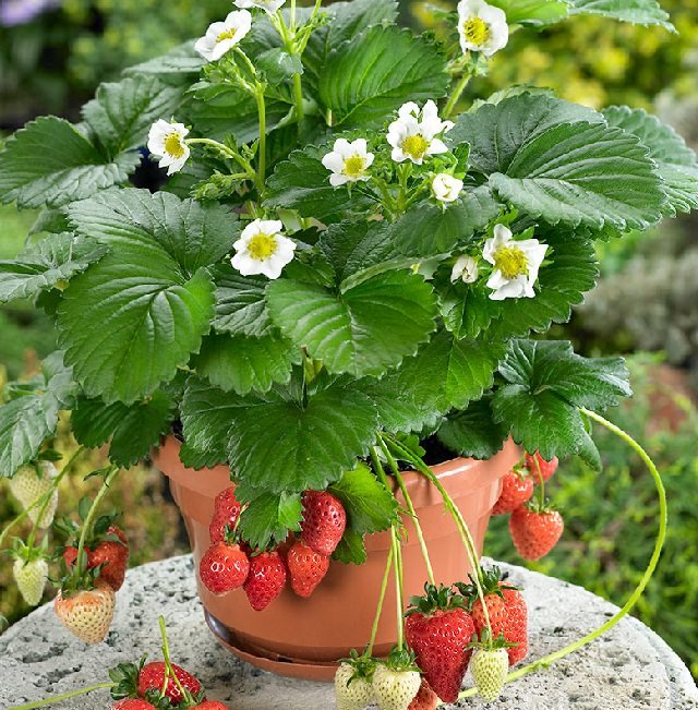 Strawberries in pot