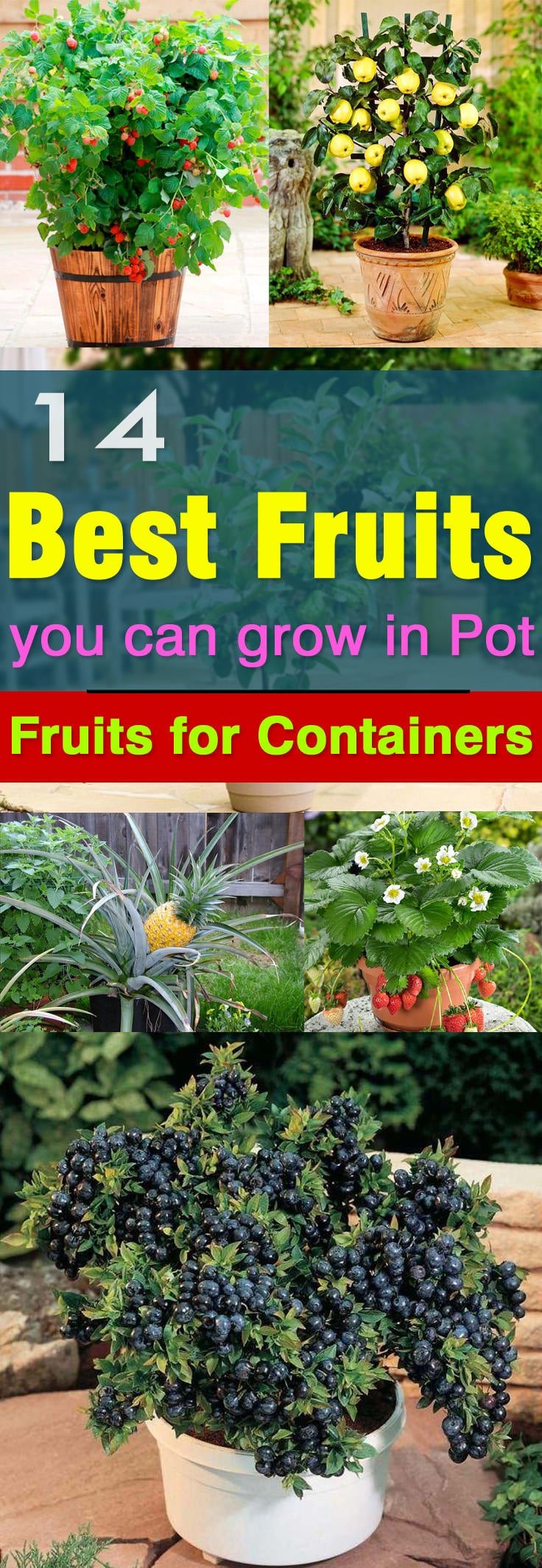 Not only the vegetables but fruits can be grown in pots too. Here are 14 best fruits to grow in containers.