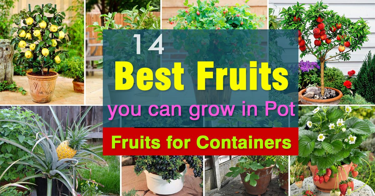 https://balconygardenweb.b-cdn.net/wp-content/uploads/2016/05/best-fruits-for-pots.jpg