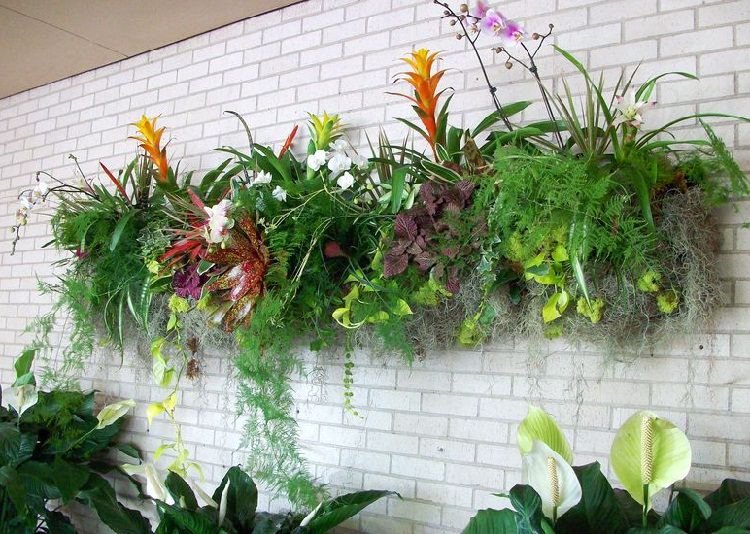 ferns and bromeliads in vertical living wall