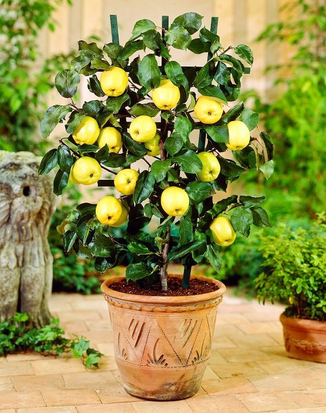 best fruits for containers