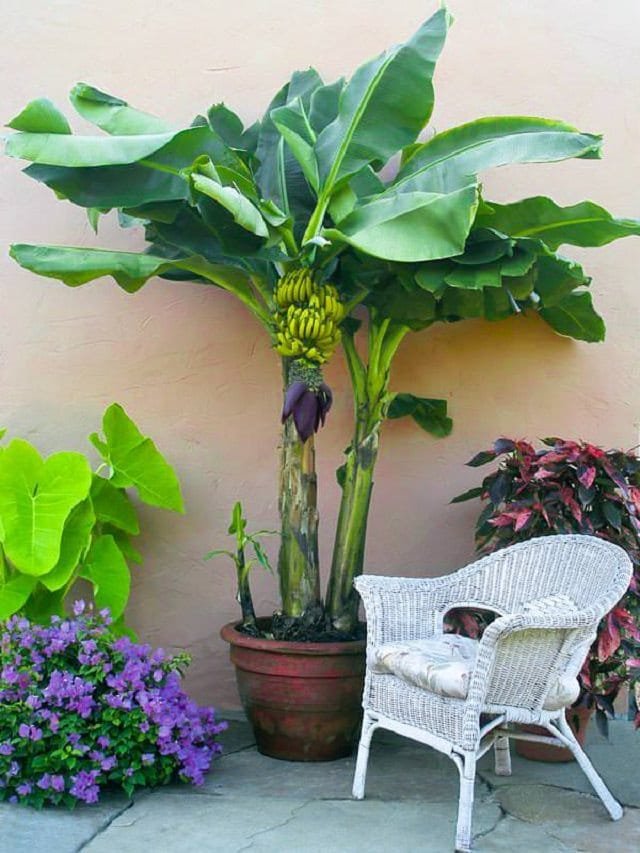 how-to-grow-banana-in-pots 2