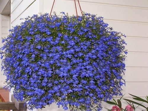 Best Plants For Hanging Baskets 8