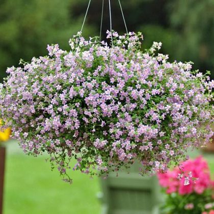 36 Best Plants For Hanging Baskets | Balcony Garden Web