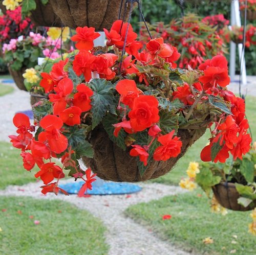 Best Plants For Hanging Baskets 3
