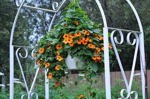 Best Plants For Hanging Baskets 12
