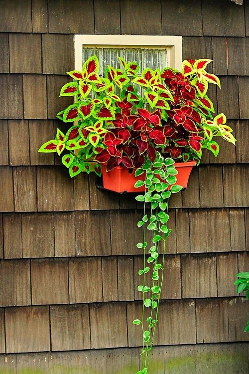 Best Plants For Hanging Baskets 15