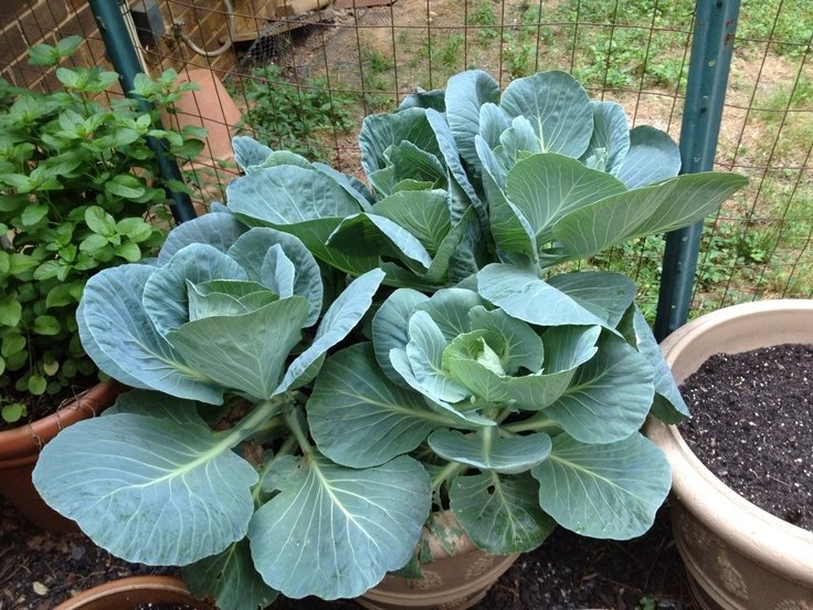 Collard Green plant in pot