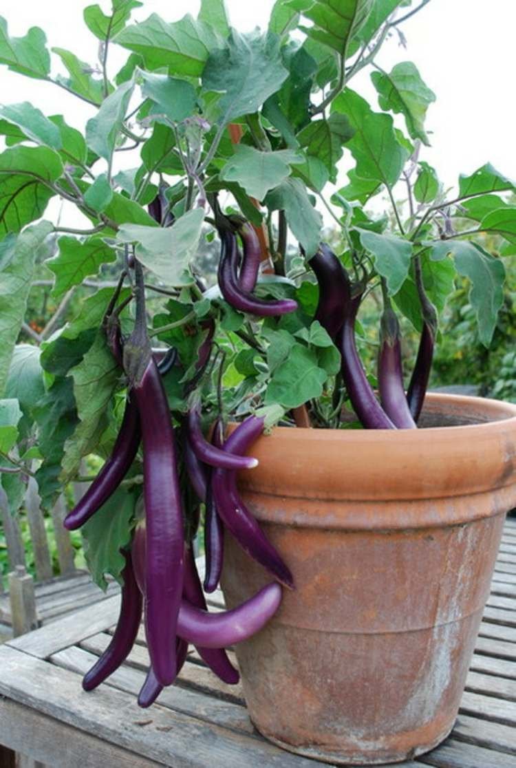 Vegetables to Grow in Pots 12