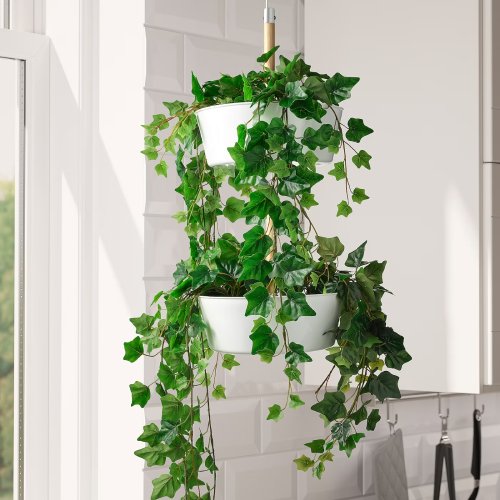 Best Plants For Hanging Baskets 7
