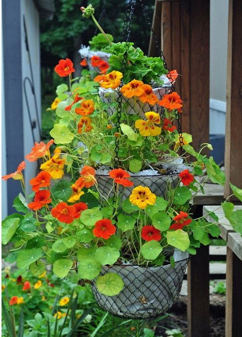 Best Plants For Hanging Baskets 